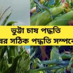 ভুট্টা চাষ পদ্ধতি ২০২২ : ভুট্টা চাষের সঠিক পদ্ধতি সম্পর্কে জানুন । Maize Cultivation West Bengal